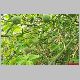 poncirus trifoliata.jpg